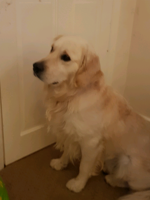 gumtree golden retriever for sale